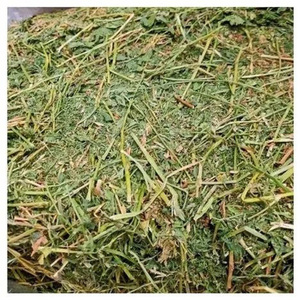 Heno de Timothy Fresco y Seco, Alimento para Mascotas, Proveedor de Pasto, Distribuidor Mayorista, Exportación en Grandes Cantidades - Product Image 5