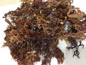 Cottonii seamoss produced in Vietnam for international wholesale trade - Product Image 3