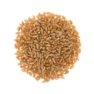 Livraison rapide de grains de blé pour les commandes à grande échelle et une distribution constante - Product Image 2