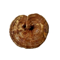 Champignons entiers séchés, champignons Reishi Ganoderma entiers