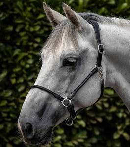High Quality English Leather Rolled Anatomic Leather Head Collar Anatomic Halter Raised Stainless Steel Buckles Fancy Design - Product Image 4