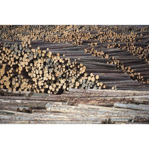 Troncos de Madera Dura de Alta Calidad, Troncos Industriales, Material de Madera Duradero, Perfecto para Muebles Industriales, Madera Contrachapada y Proyectos de Carpintería - Product Image 1