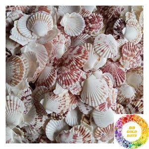 เปลือกหอยเชลล์ธรรมชาติสีขาว ขนาด 3-5 ซม. 8-13 ซม. สำหรับขายส่ง ตกแต่งชายฝั่ง งานฝีมือ และร้านขายของขวัญ - Product Image 4