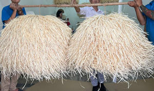 Veines et fibres de palmier séchées brutes pour la fabrication de tapis, matériau naturel durable pour l'artisanat, feuilles de palmier séchées - Product Image 6