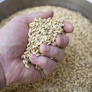 ¡Gran Novedad! Cebada al por mayor de primera calidad, apta para consumo humano, lista para enviar, la más vendida para exportación. - Product Image 1