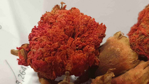 Fleurs de grenade séchées pour l'artisanat, offrant une qualité exceptionnelle et une texture naturelle pour l'art de la résine, la fabrication de bougies et la décoration florale - Product Image 1
