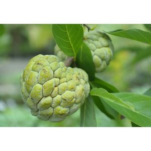 Tươi và chất lượng cao mãng cầu <span class=keywords><strong>Apple</strong></span> từ Việt Nam bán buôn xuất khẩu - Product Image 3