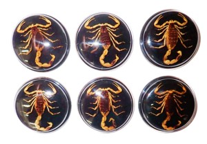 Escorpión Dorado, Espécimen Real, Cabujón de Plástico Redondo de 38.5x38.5 mm, Base Plana Negra para Manualidades y Joyería - Product Image 5