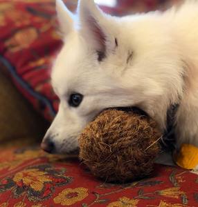 ผู้ผลิตผลิตภัณฑ์สำหรับสัตว์เลี้ยง - ของเล่นลูกบอลเคี้ยวมะพร้าวสำหรับสัตว์เลี้ยง ทำด้วยมือ 100% จากใยมะพร้าวในเวียดนาม // คุณลิมา - Product Image 1