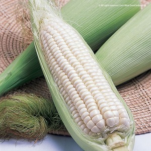 Maíz Blanco Premium para Procesamiento Alimentario y Exportación, Maíz Blanco Cuidadosamente Seleccionado para Máxima Pureza y Frescura - Product Image 5