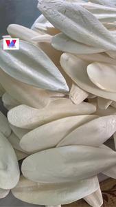 Offre Spéciale! Os de seiche vietnamiens/os de calmar vietnamien Meilleur prix/Os de calmar séchés propres - Product Image 6