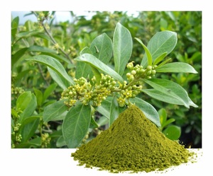 Extracto de Hoja de Gymnema Sylvestre Puro en Polvo, Suplemento Herbal Natural para el Control del Azúcar, Apoyo al Bienestar, Apoyo Inmunológico, Adultos - Product Image 2