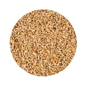 Nueva Llegada, Venta al Por Mayor, Suministro a Granel de Trigo Duro de Primera Calidad, Grado Alimenticio, Listo para Enviar, Exportación Más Vendida - Product Image 5