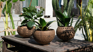 100% Pot de plantes en coquille de noix de coco naturelle Produit biologique pour la maison et le jardin de haute qualité pour les plantes et les fleurs - Product Image 5