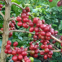 Café instantané vietnamien de haute qualité au chocolat et à la menthe de Konnai à Son La, Vietnam