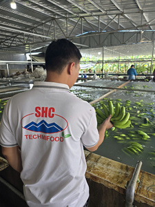 Highland Cavendish <b>Bananas</b> from Vietnam Sweet Taste Bright Yellow Skin Packed <b>Fresh</b> for Export Markets - Product Image 5