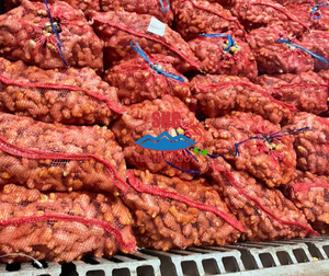 Exportateur de gingembre frais du Vietnam fournissant des racines de gingembre lavées pour les importateurs mondiaux, expédition en conteneur en vrac dans le monde entier - Product Image 2