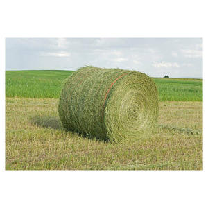 Foin d'alfalfa pour lapins et cochons d'Inde – Alimentation animale en gros – Commandes en vrac – Fournisseur – Stock disponible - Product Image 4