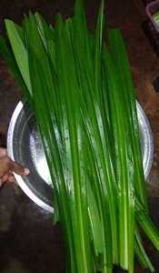 Poudre de feuilles de Pandan saveur verte naturelle de haute qualité prix bon marché approvisionnement en vrac en provenance du Vietnam - Product Image 2