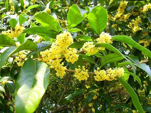 Thé aux fleurs d'osmanthus parfumé du Vietnam, mélange de fleurs séchées de cannelle pour boisson chaude, bourgeons de fleurs séchées en vrac - Product Image 4
