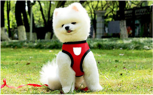 สายจูงสัตว์เลี้ยงลายสัตว์แบบเรียบง่าย พร้อมหัวเข็มขัดปรับได้ กันน้ำ สะท้อนแสง มีกระดิ่งเล็ก - Product Image 3