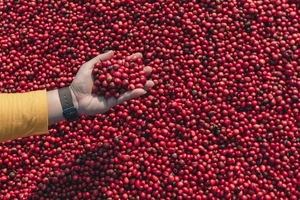 Granos de café verde Robusta de Vietnam, OEM ODM, exportación de granos de café, café natural sin tostar a granel, 12% de humedad. - Product Image 2