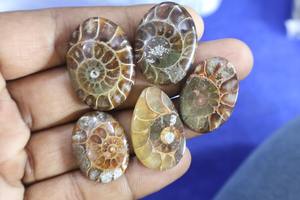 2025 Madagascar Naturel Ammonite Lâche Pierres Précieuses Cabochon Ovale Poire Forme Fantaisie Suture Modèles Anneaux Fabrication de Bijoux En Gros - Product Image 3