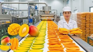 Mango Aura Delights: Surround <b>Yourself</b> with the Inviting Aroma and Taste of Our Premium Collection of Dried Mango traditional... - Product Image 2