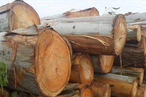 Bois d'eucalyptus de qualité supérieure, bois dur durable pour la construction et l'ameublement - Product Image 6