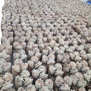 价格合理，用于石油和钻井采矿机零件的Tricone钻头 - Product Image 5
