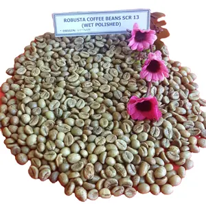Vietnam tanaman baru 2024 bahan robusta mentah biji kopi hijau untuk pasar UE (Whatsapp:+ 84398885178)