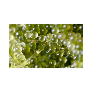 Proveedor de Umibudo de Vietnam, Importador de Uvas de Mar Verdes, Caviar Verde, Mariscos Frescos - Product Image 3