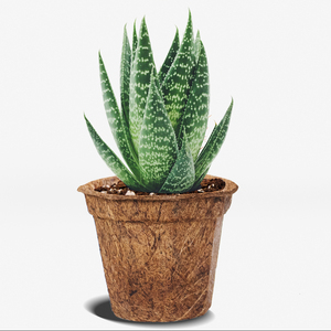 Pot en fibre de coco écologique pour la croissance des plantes de jardin, croissance saine des plantes et jardinage durable - Product Image 3