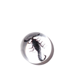 Cabujón de Plástico con Espécimen Real de Escorpión Negro, Redondo, 19x19 mm, Base Plana Transparente, para Manualidades y Joyería - Product Image 5