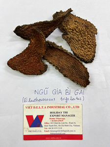 Tranches de racine séchées d'Eleutherococcus Trifoliatus Syn Acanthopanax Trifoliatus de qualité supérieure, soigneusement sélectionnées, provenant de forêts naturelles du Vietnam - Product Image 2