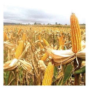 Maíz Amarillo de Grado Alimenticio para Animales, Maíz de Alta Calidad, Grano de Maíz para Ganado y Aves de Corral, Venta al por Mayor, Suministro a Granel, Fabricante, Exportador - Product Image 5