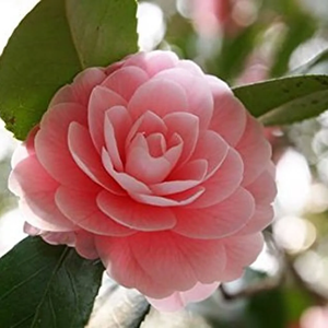 Huile de camélia |   Fournisseur en gros d'huiles végétales de première qualité, fabricant OEM et marque privée - Product Image 5