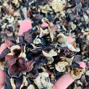 Cultivé vietnamien naturel séché bois oreille champignon sain végétalien nourriture et cuisson assaisonné bouchon traité - Product Image 1