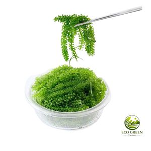 Wholesale Dehydrated Sea Grapes 100gram Sachet pack Green Caviar <b>Seaweed</b> <b>Snack</b> Custom Packaging & Private Label - Product Image 3