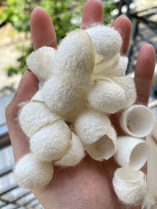 Capullo de Seda Natural Orgánico Biodegradable de Vietnam para Limpieza Facial y Cuidado de la Piel - Ecológico, Corte 1/3, Seguro, Suave y Lavable - Product Image 6