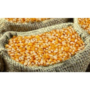 ข้าวโพดเกรดพรีเมียมสำหรับส่งออก คุณภาพส่งออก ขายส่ง ไม่ใช่พืช GMO เกรดอาหาร พร้อมจัดส่ง มีจำหน่ายจำนวนมาก - Product Image 5