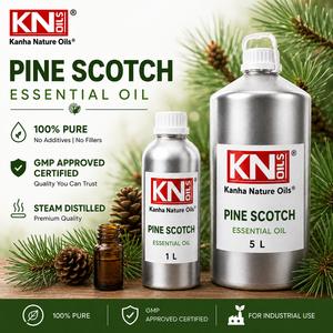 Pine Scotch Essential <b>Oil</b> 100% Pure Organic Certified Cosmetic Grade Bulk Manufacturer & Global Exporter For Aromatherapy - Product Image 4