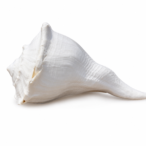 Concha de Caracol Natural Blanca |   Shankh hindú pulido a mano |   Ritual de Pooja y Decoración del Hogar |   Venta al por mayor en India - Product Image 1