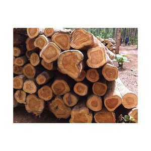 African Teak <b>logs</b> provided in large quantity for flooring cabinetry and <b>decorative</b> woodwork - Product Image 1