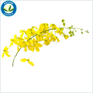 Aceite esencial de Casia natural Premium de la mejor calidad, proveedor mayorista exportador más vendido en India - Product Image 1