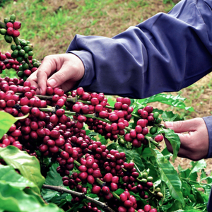 เมล็ดกาแฟโรบัสต้าเวียดนามสีเขียว แบบยังไม่ผ่านการคั่ว ขนาดเมล็ดเต็ม 50 กก. คุณภาพพรีเมียม ผลผลิตปีนี้ เมล็ดแห้ง ความชื้น 12-14% - Product Image 2