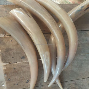 Longues cornes de bœuf polies naturelles, pièce maîtresse décorative pour la décoration de la maison, corne de vache et de buffle africaine - Product Image 2