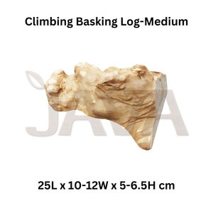 ท่อนไม้สำหรับสัตว์เลื้อยคลานและสัตว์ครึ่งบกครึ่งน้ำ ยี่ห้อ Java เป็นมิตรกับสิ่งแวดล้อม ทนทาน เหมาะสำหรับปีนป่ายและอาบแดด - Product Image 2