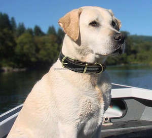 Collier pour animal de compagnie, en cuir véritable, robuste, uni, pour l'entraînement des animaux de compagnie, produits de marche, offre spéciale - Product Image 2