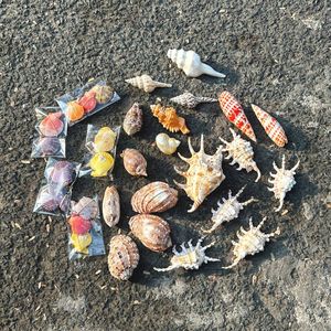 Coquillages naturels de haute qualité pour sublimer vos événements, décorations de plage et aménagements aquatiques - Vente en gros - Product Image 2
